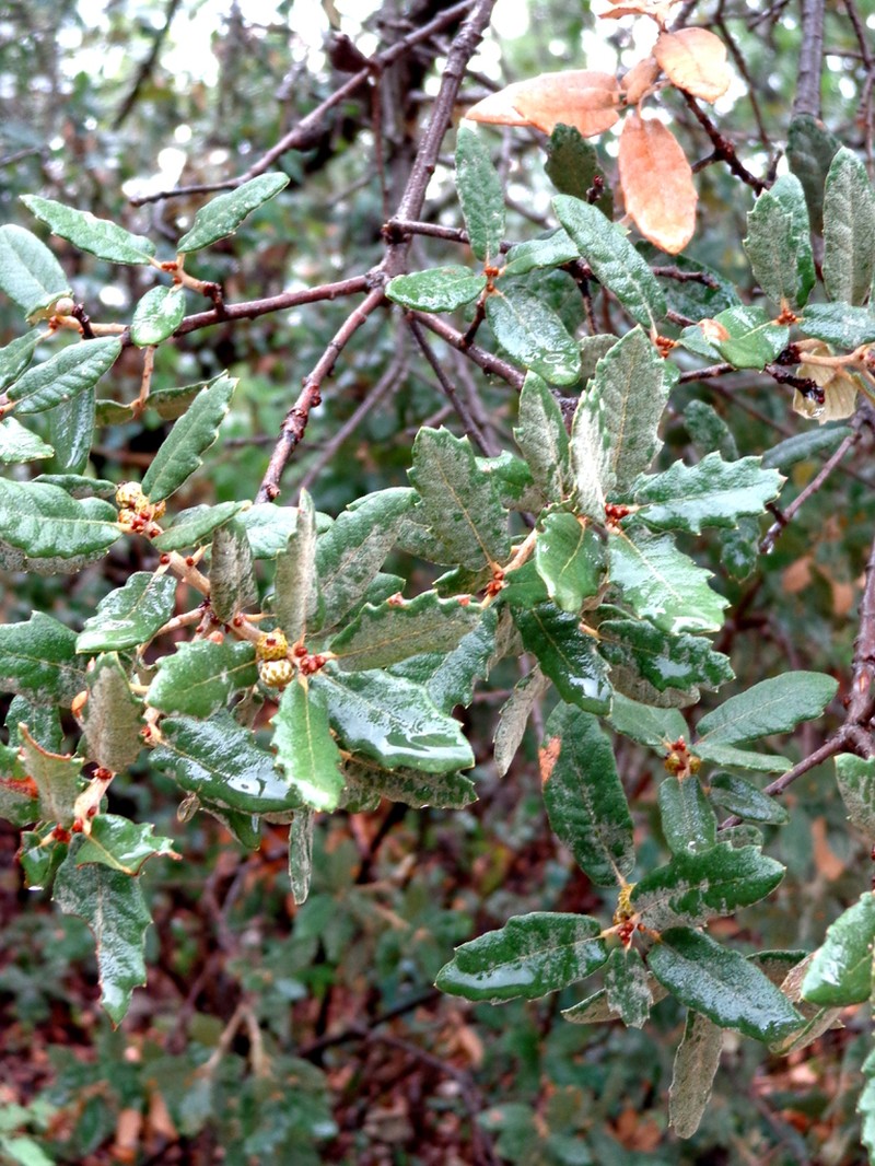 Quercus supranitida photo 6