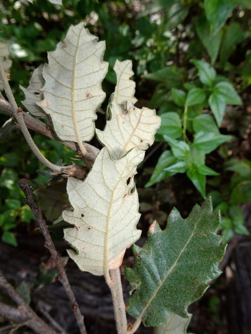 Quercus supranitida photo 7