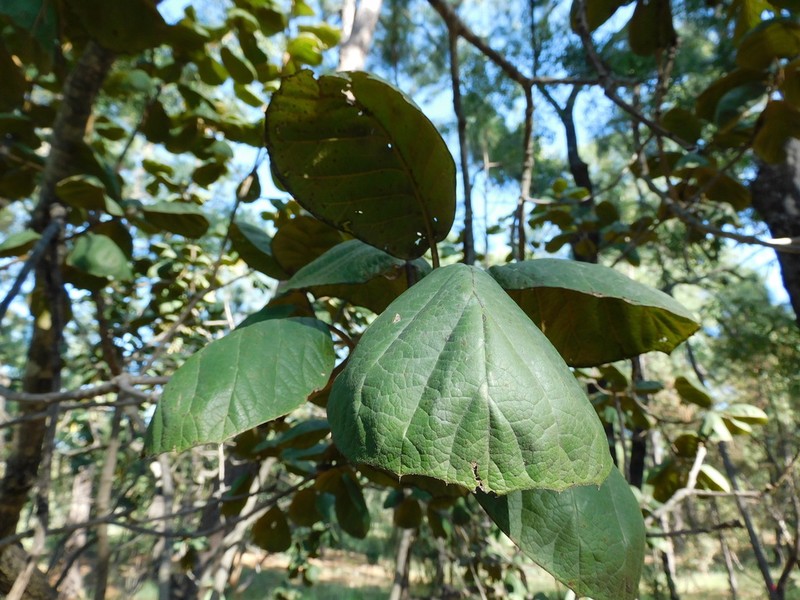 Quercus tarahumara photo 2