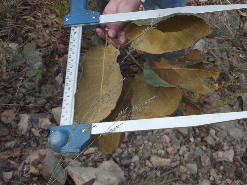 Quercus tarahumara photo 3