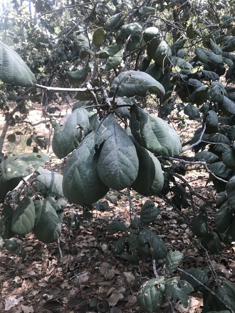 Quercus tarahumara photo 5