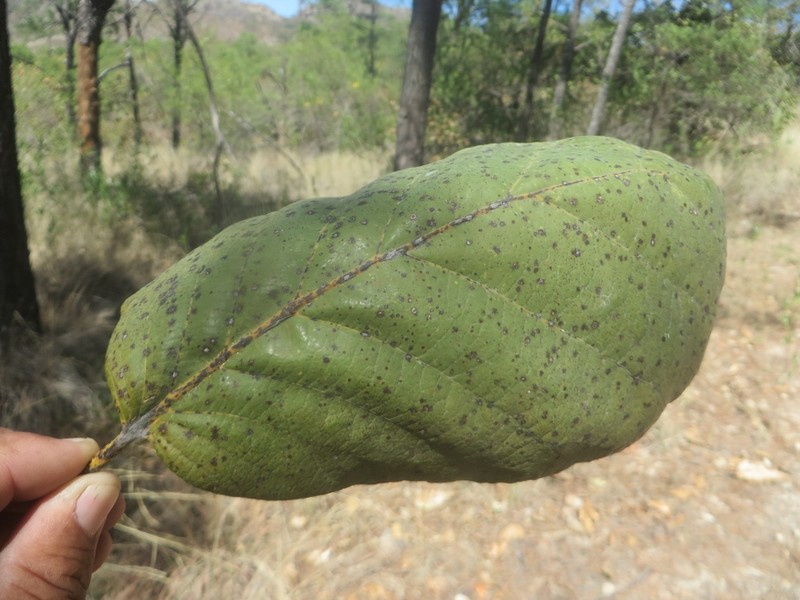 Quercus tarahumara photo 6