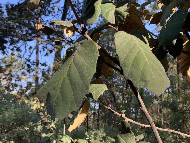 Quercus tarahumara photo 7
