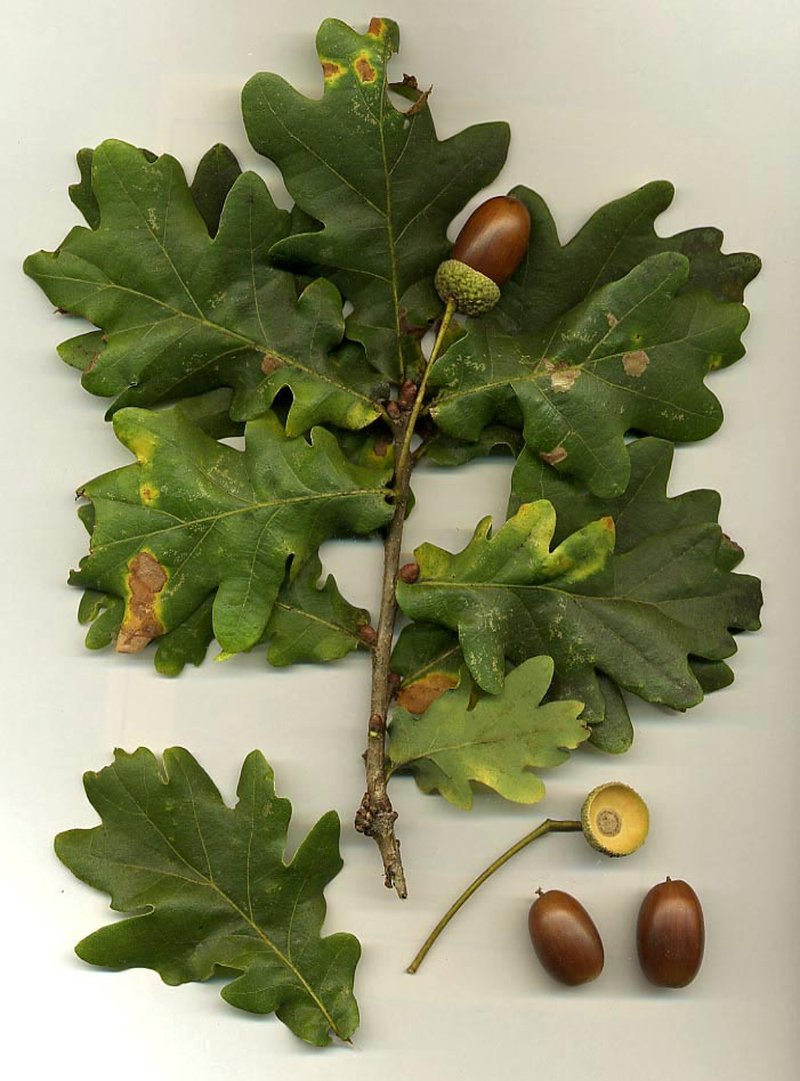 Lateleaf Oak