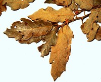 Lateleaf Oak