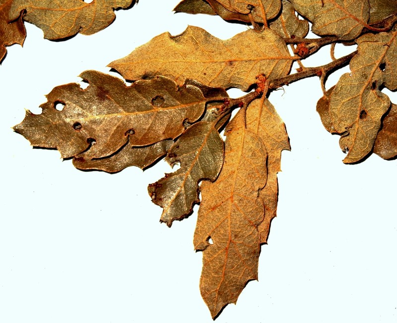 Lateleaf Oak