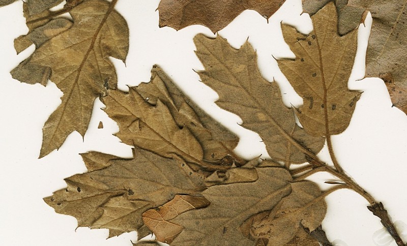 Lateleaf Oak photo 2