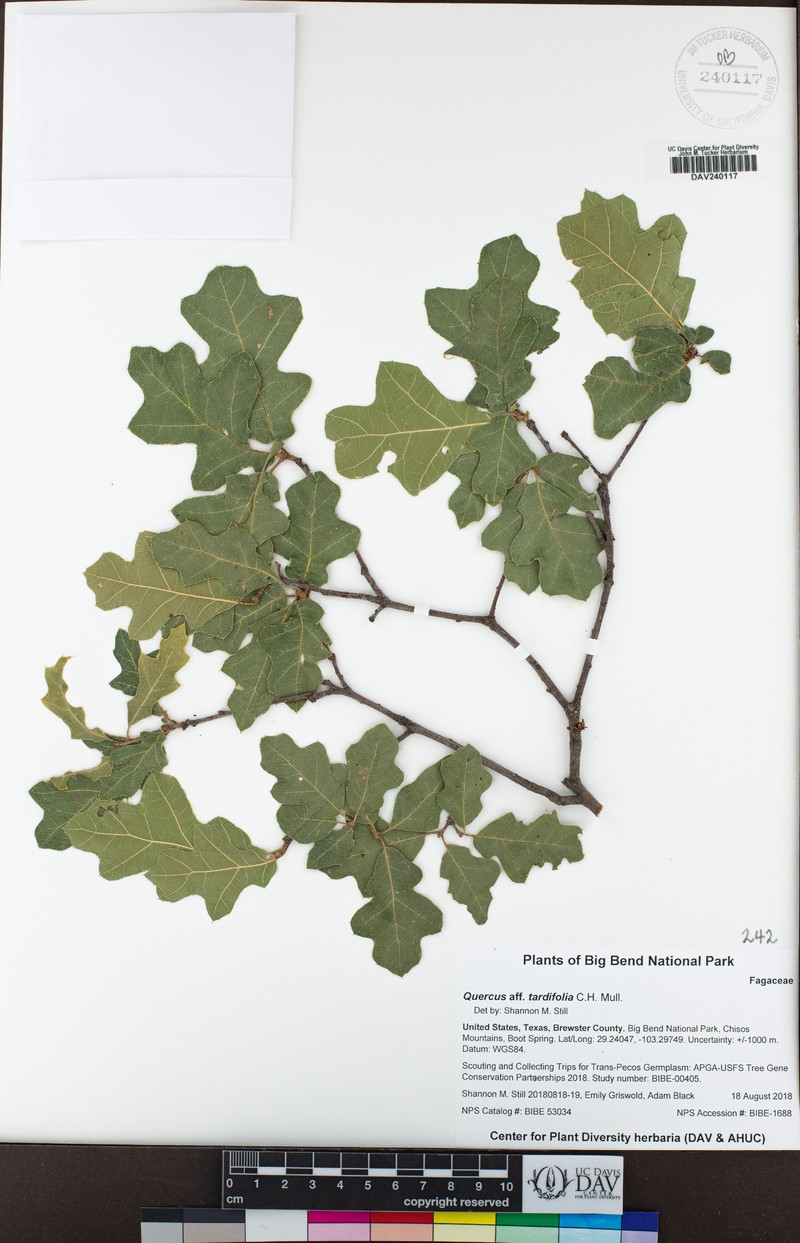 Lateleaf Oak photo 3