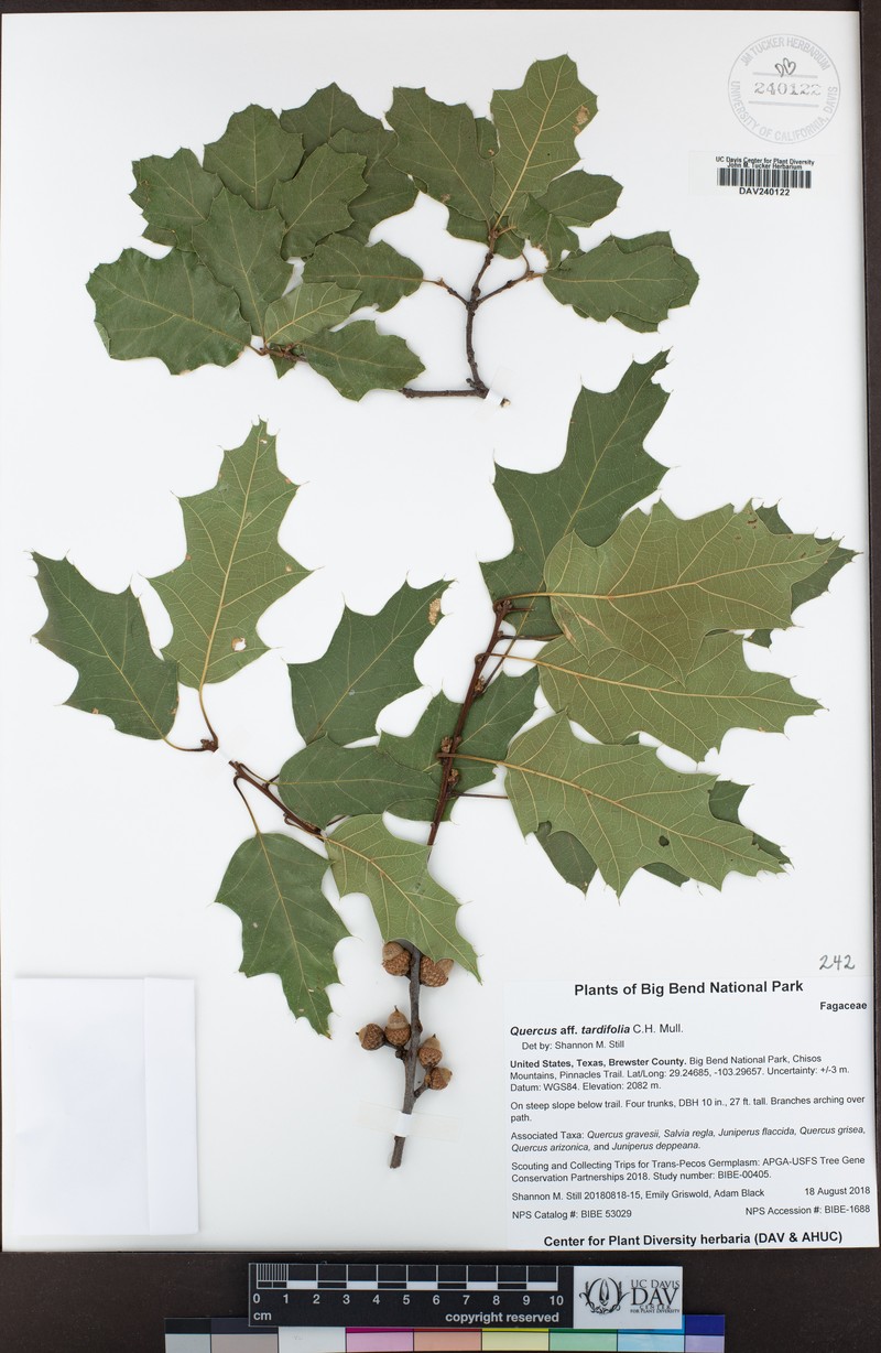 Lateleaf Oak photo 4