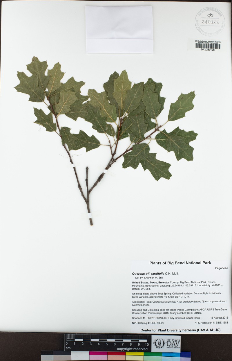 Lateleaf Oak photo 5