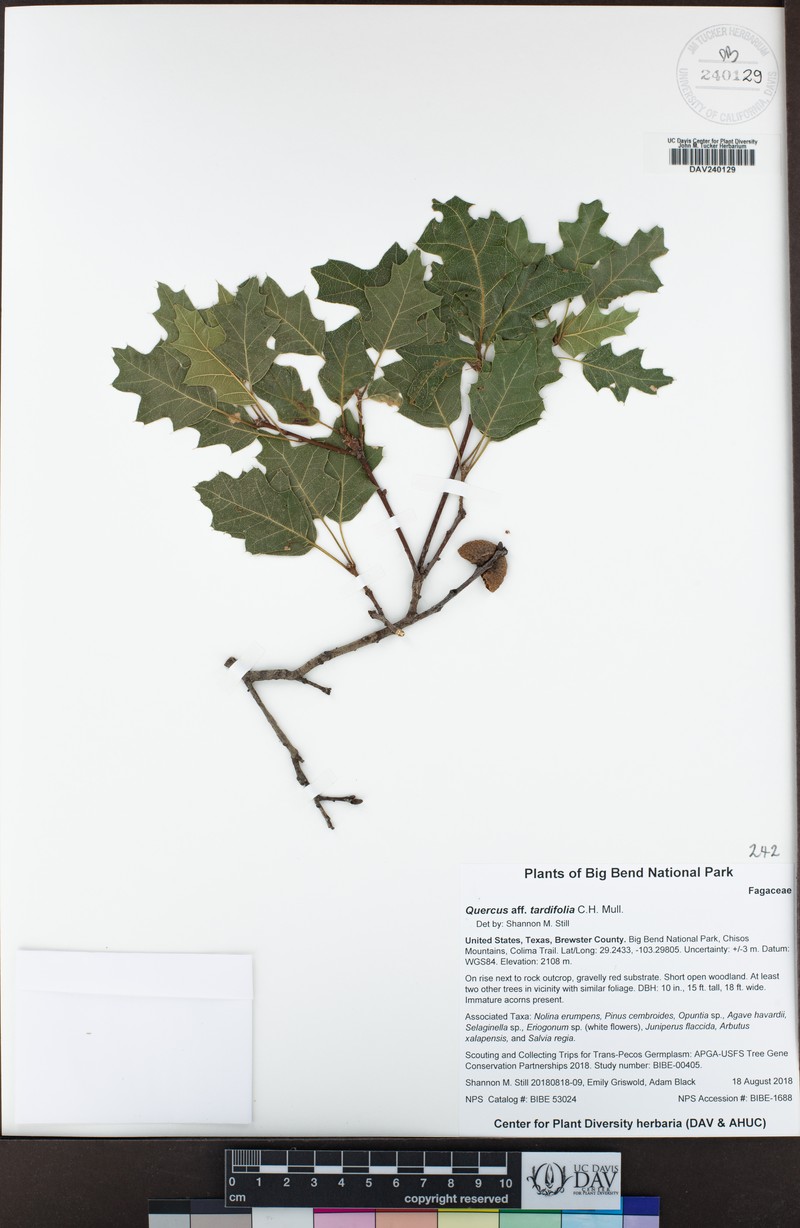 Lateleaf Oak photo 6