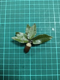 Quercus tarokoensis