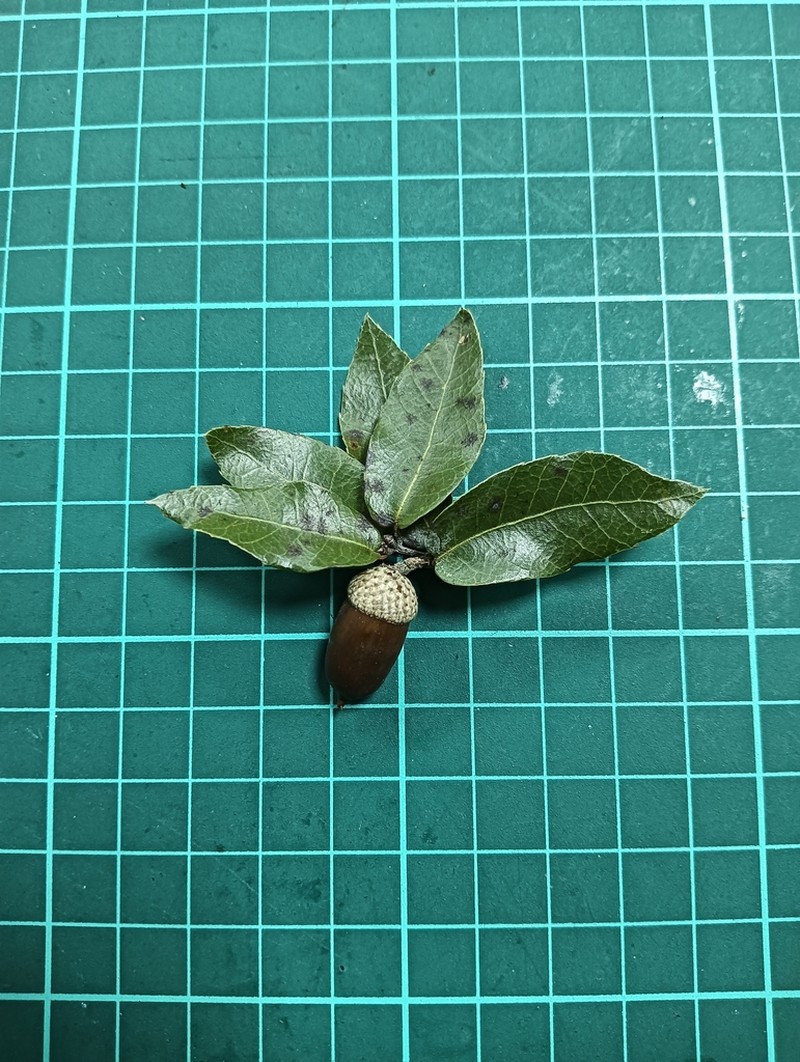 Quercus tarokoensis