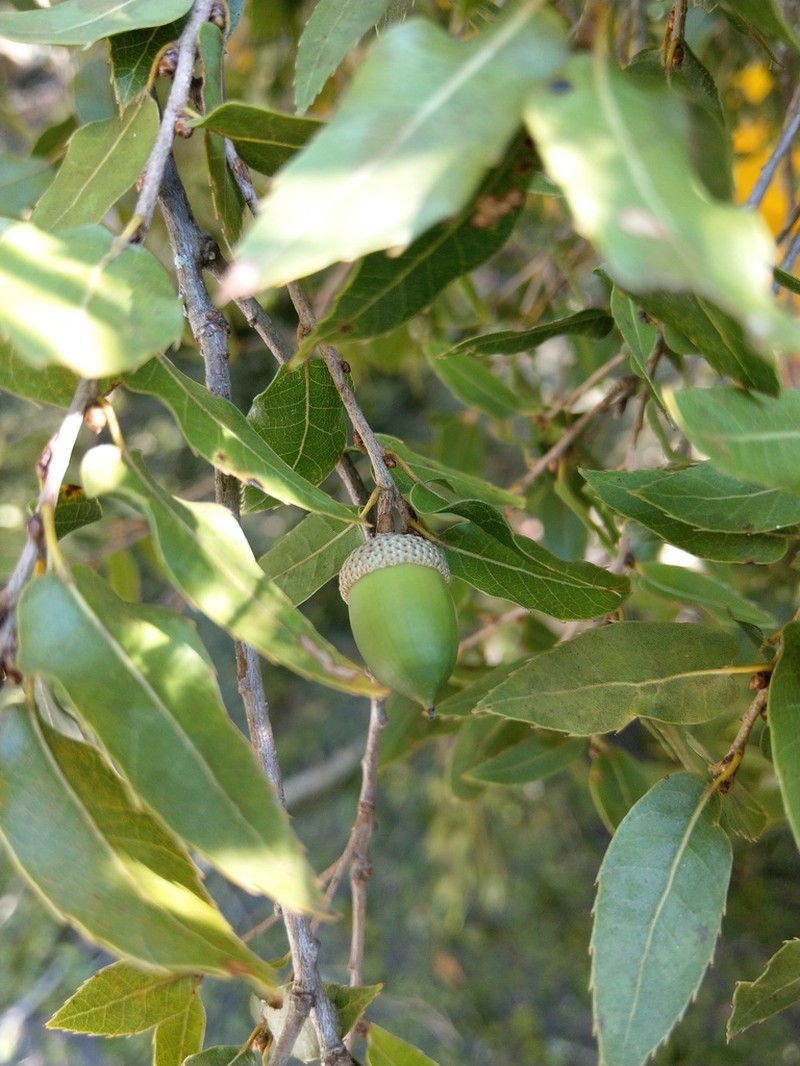 Quercus tarokoensis photo 2