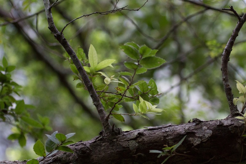 Quercus tarokoensis photo 3
