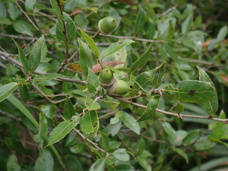 Quercus tarokoensis photo 4