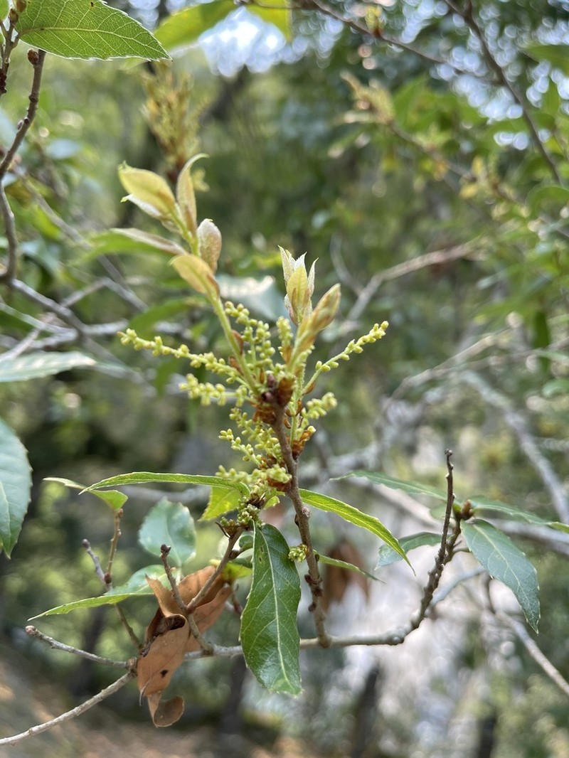Quercus tarokoensis photo 5