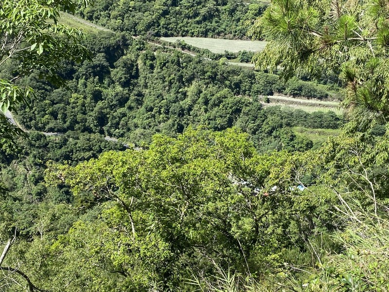 Quercus tarokoensis photo 6