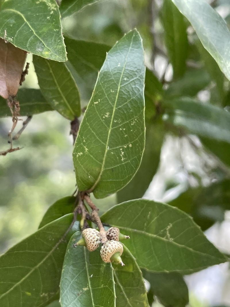 Quercus tarokoensis photo 7