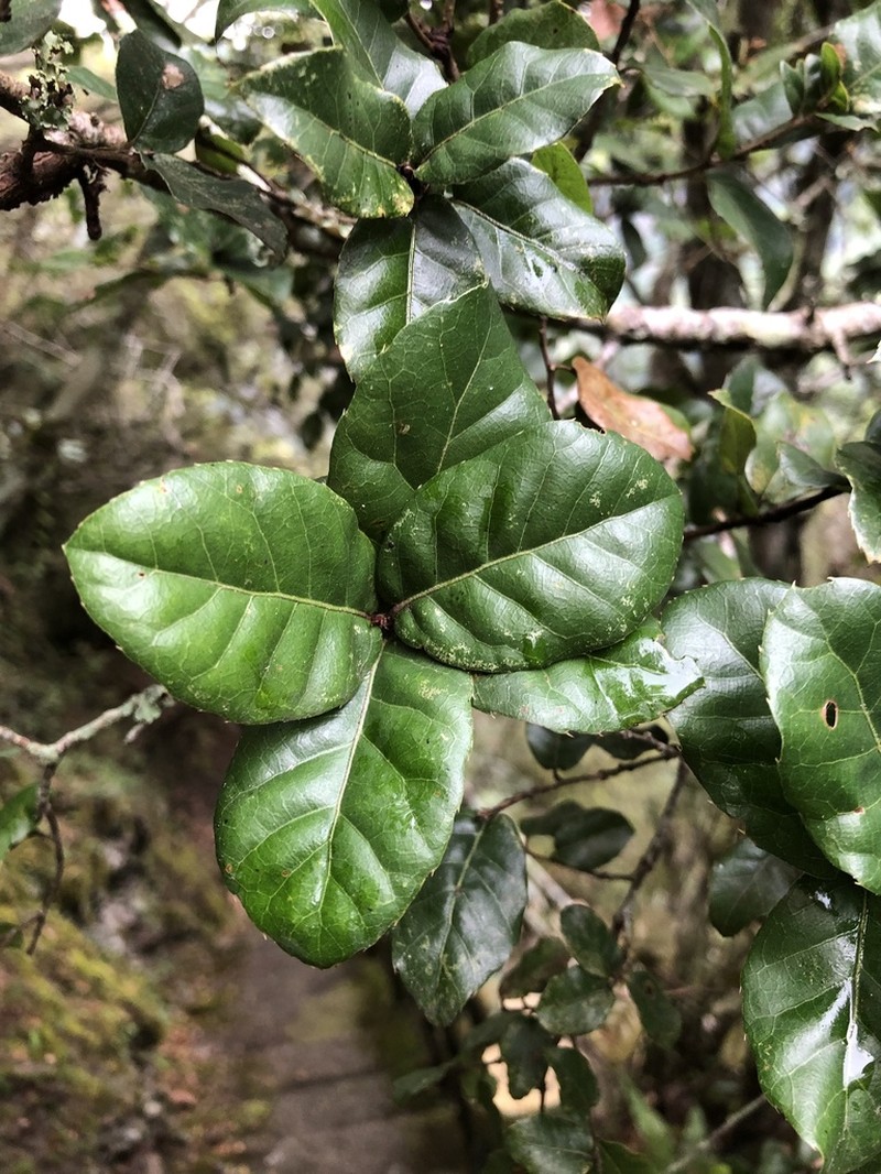 Quercus tarokoensis photo 8