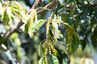 Quercus tatakaensis