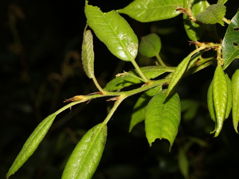 Quercus tatakaensis photo 2