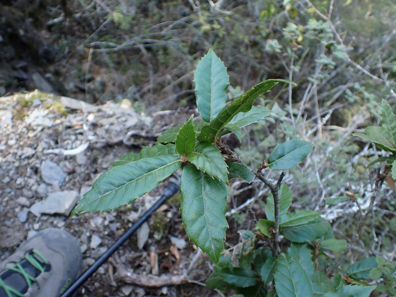 Quercus tatakaensis photo 3