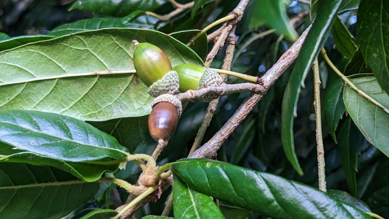 Quercus tatakaensis photo 4