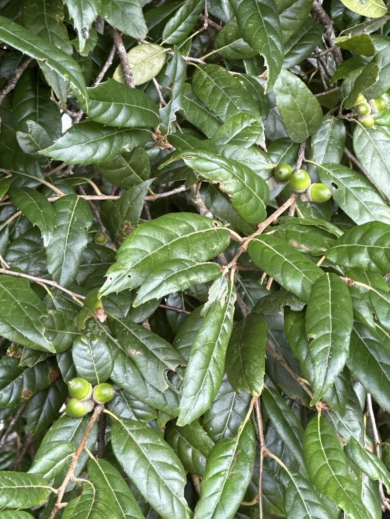Quercus tatakaensis photo 5