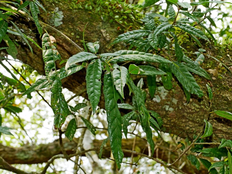 Quercus tatakaensis photo 6