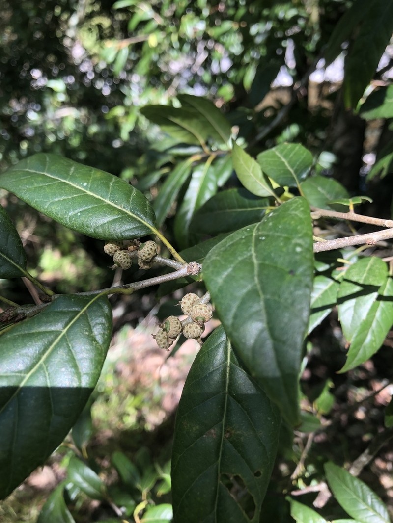 Quercus tatakaensis photo 7