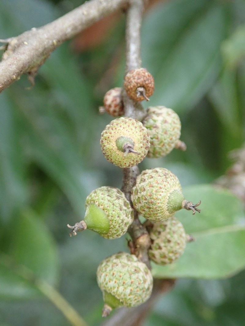 Quercus tatakaensis photo 8