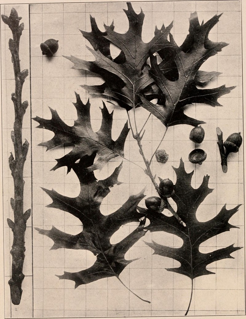 Nuttall Oak photo 2