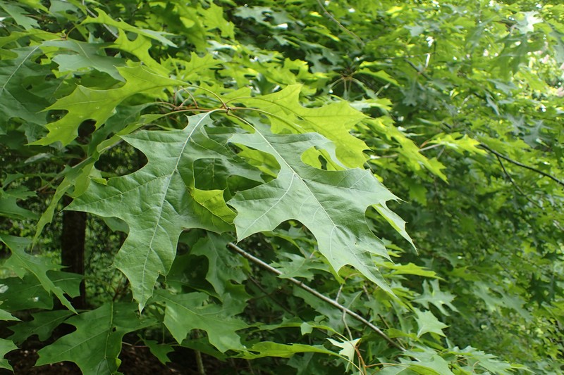 Nuttall Oak photo 3