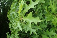 Nuttall Oak