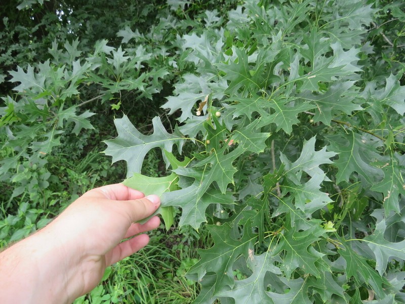 Nuttall Oak photo 3