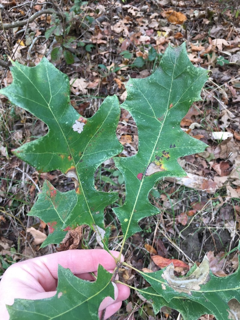 Nuttall Oak photo 4