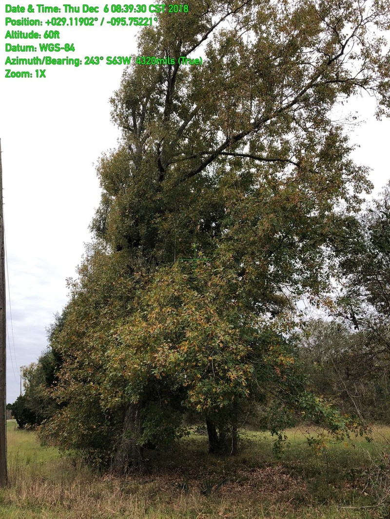 Nuttall Oak photo 6