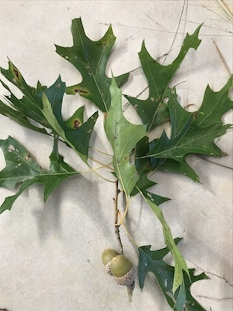 Nuttall Oak photo 7