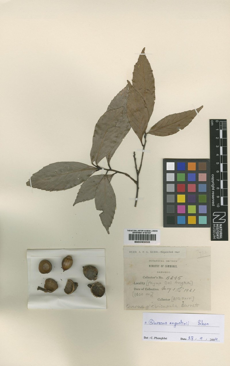 Quercus thomsoniana