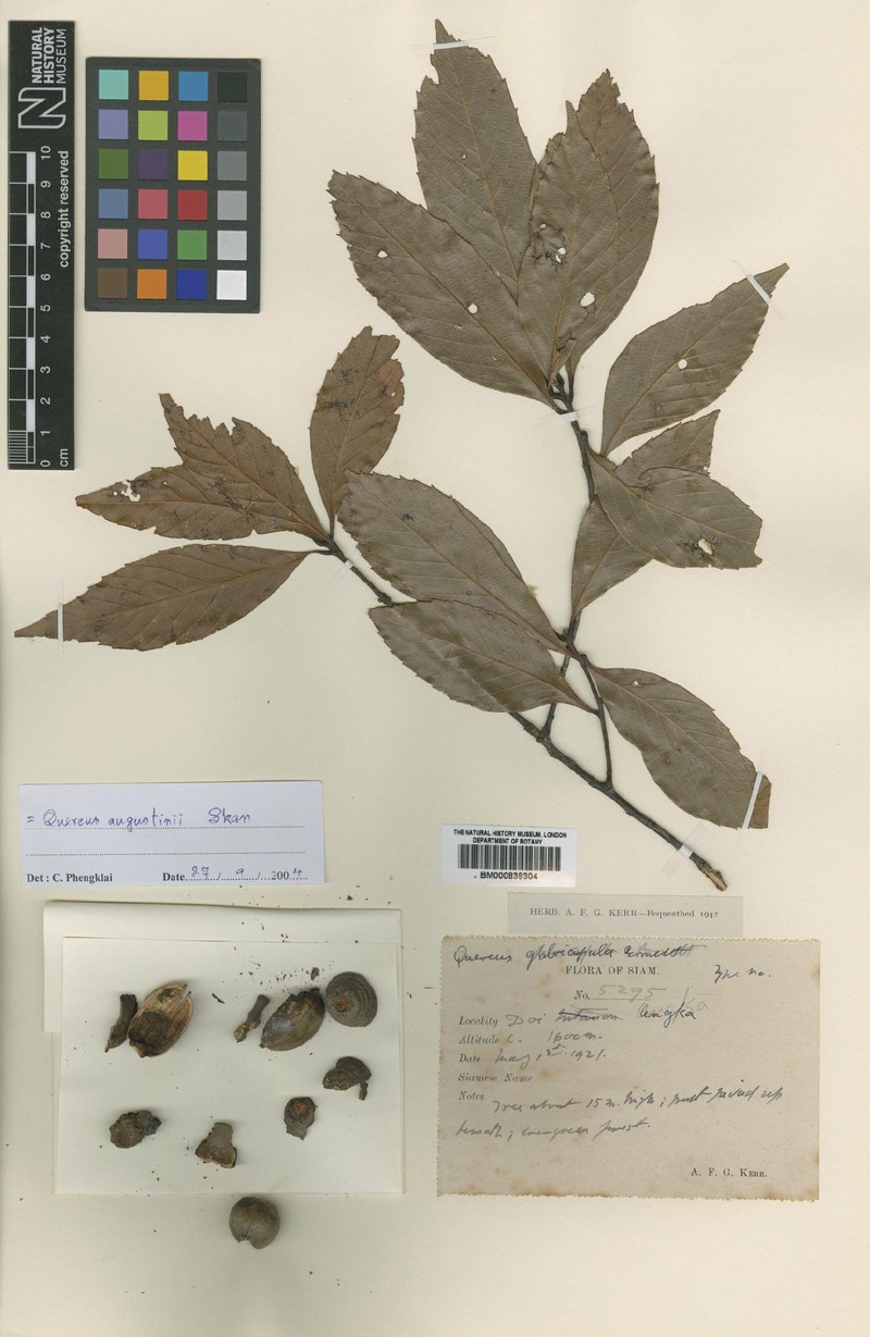 Quercus thomsoniana photo 2