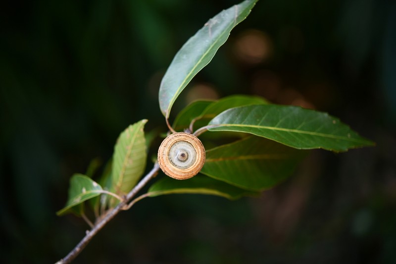 Quercus thorelii
