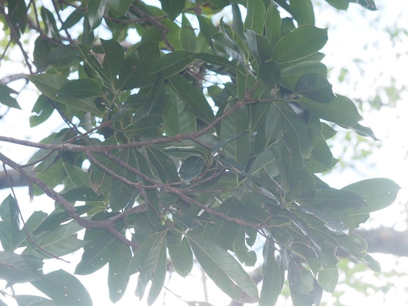 Quercus tiaoloshanica photo 2