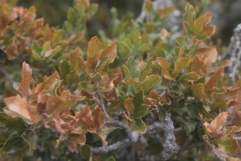 Quercus tinkhamii