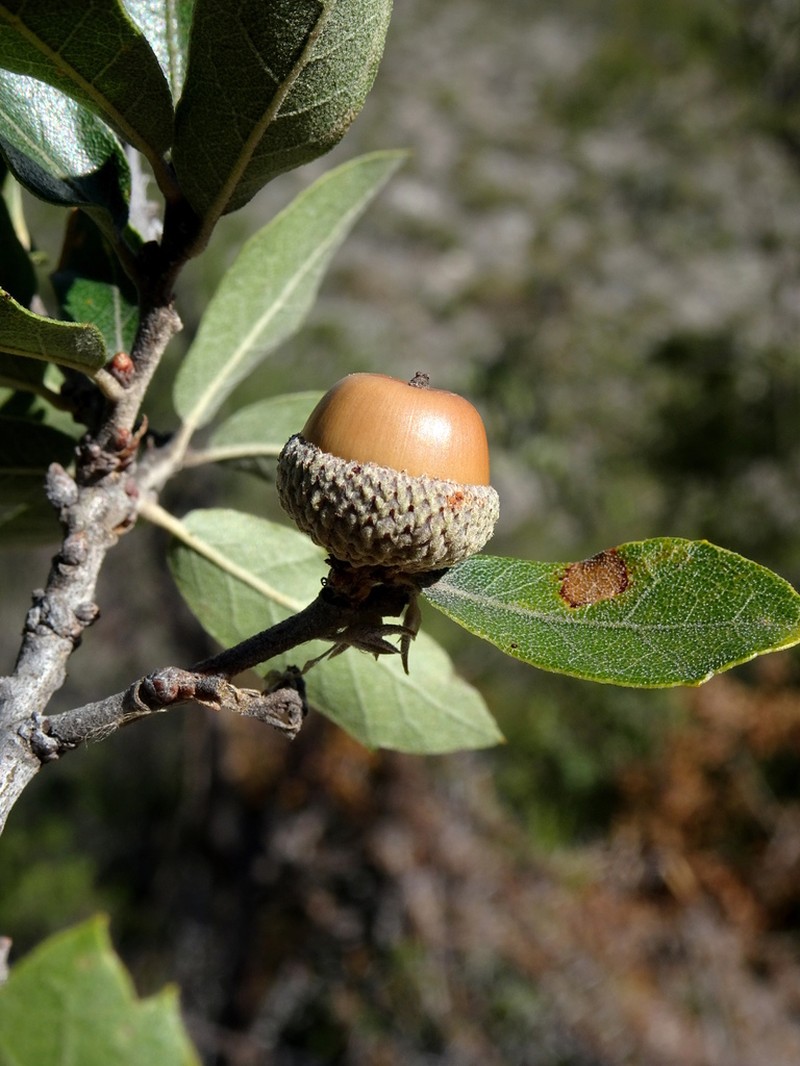 Quercus tinkhamii photo 2