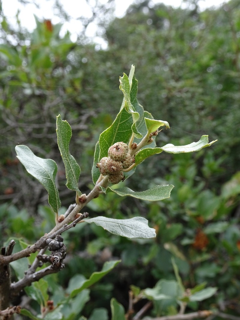 Quercus tinkhamii photo 3