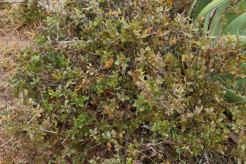 Quercus tinkhamii photo 4