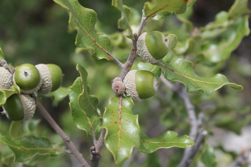 Quercus tinkhamii photo 5