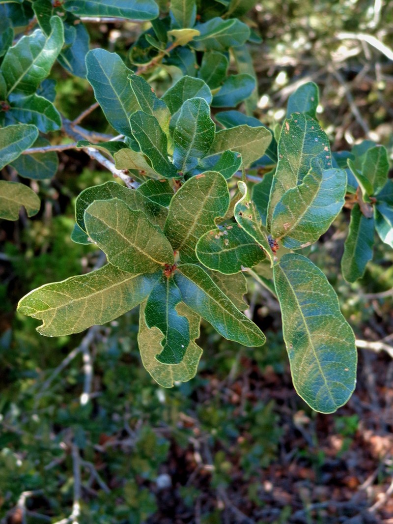 Quercus tinkhamii photo 6