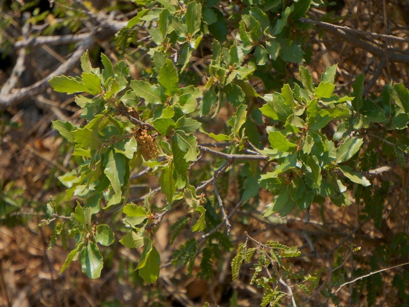 Quercus tinkhamii photo 7